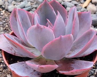 Echeveria "AfterGlow"