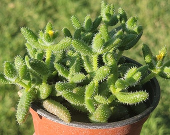 Delosperma Echinatum 'Pickle Plant'