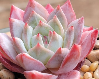 Echeveria 'Blue Bird'