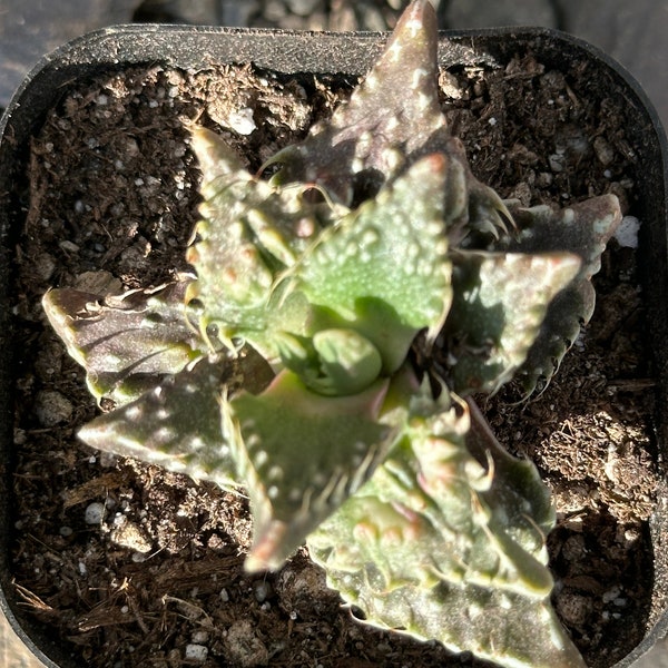 Faucaria Tuberculosa 'Sato'