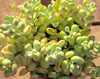 Cotyledon Pendens