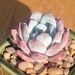 see more listings in the Korean/Rare Succulents section