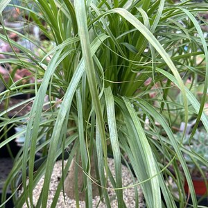 Beaucarnea Recurvata 'Ponytail Palm' 8" XL Cutbacks Assorted