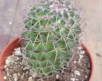 Mammilaria Polythele 'Mother of Hundreds'