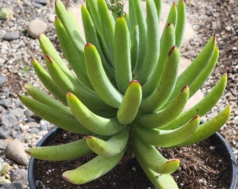 Cotyledon Flanaganii ssp. mzimvubuensis