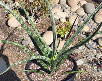 Sansevieria 'Fernwood' 'Mikado'