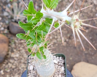 Pachypodium lealii v. saundersii