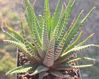 Haworthia Fasciata ‘Zebra Plant’