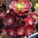 see more listings in the Korean/Rare Succulents section