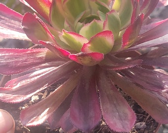 Aeonium 'Mardi Gras'