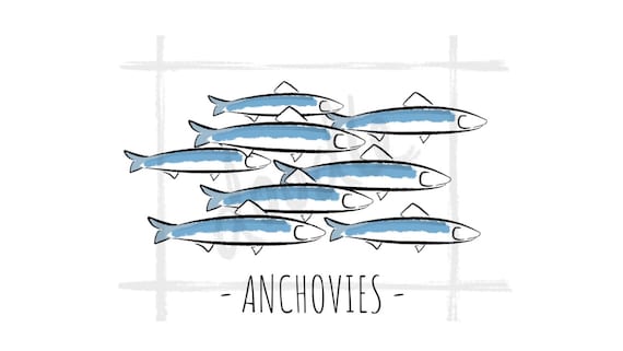School of Anchovies Clipart PNG Anchovy Fish Ocean Sea | Etsy