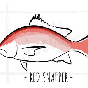 May include: A line drawing of a red snapper fish with a watercolour wash of red and pink. The text "RED SNAPPER" is below the fish.