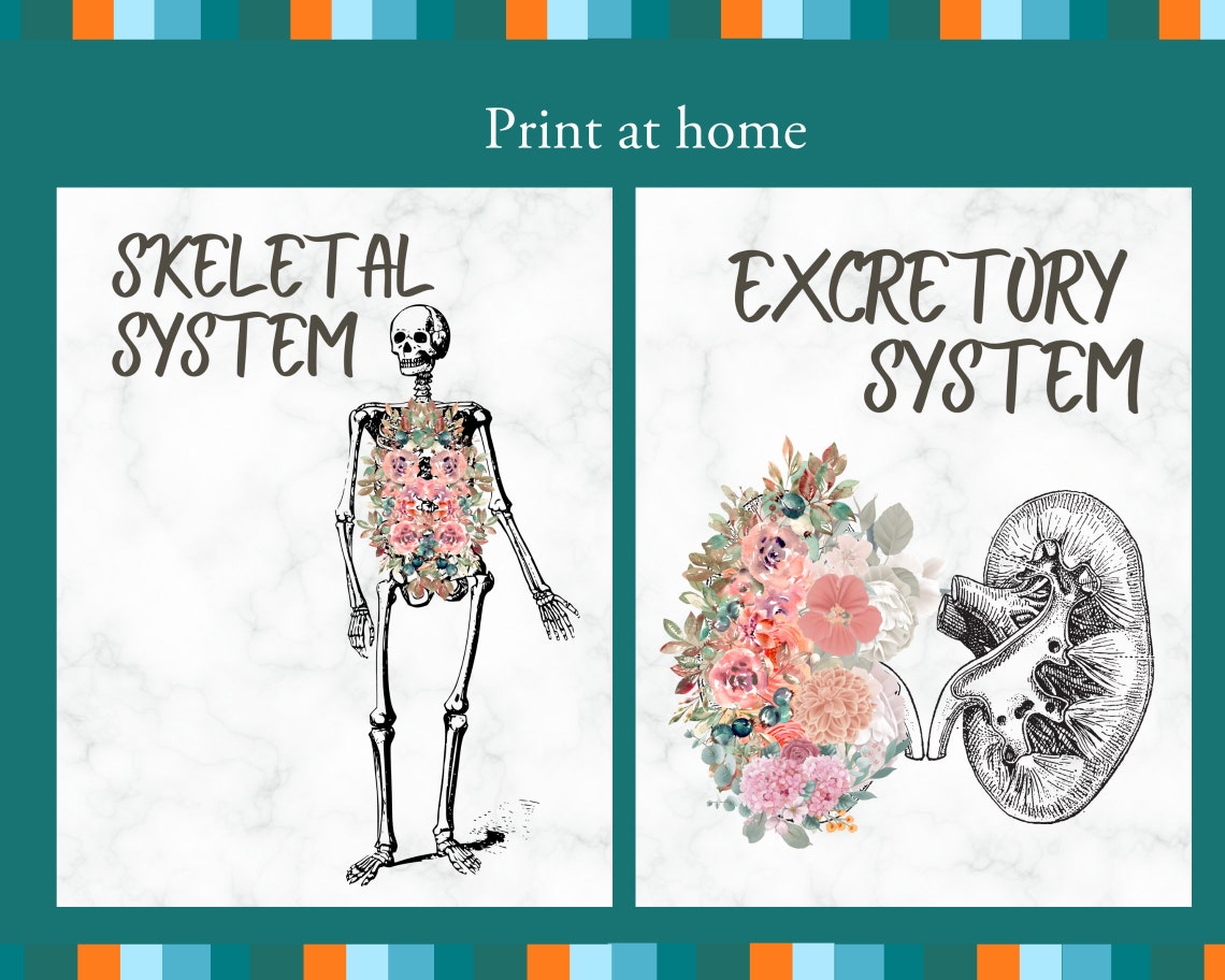 Nursing Notes Binder Cover Medical Student Anatomy and Physiology ...