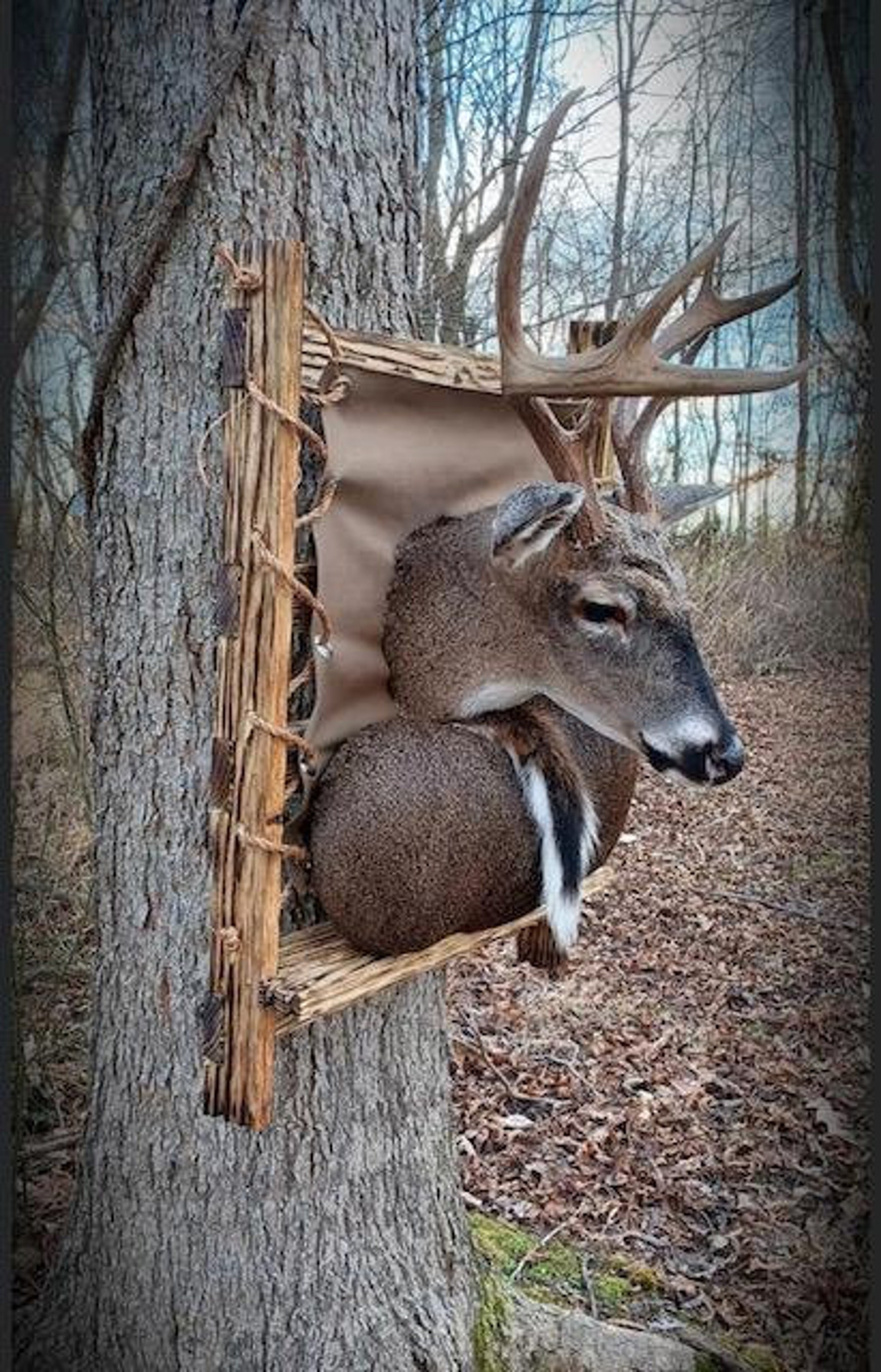 Taxidermy Backpack Mount Etsy