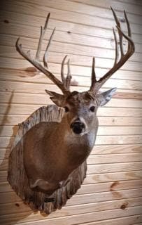 Custom-made Rustic Taxidermy Plaque - Etsy