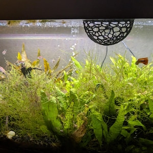 Betta bed