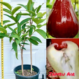 Jambu Air Thongsamsi. King size in fruits. Grafted. New variety  Wax Apple Supper sweet with crunchy and seedless.