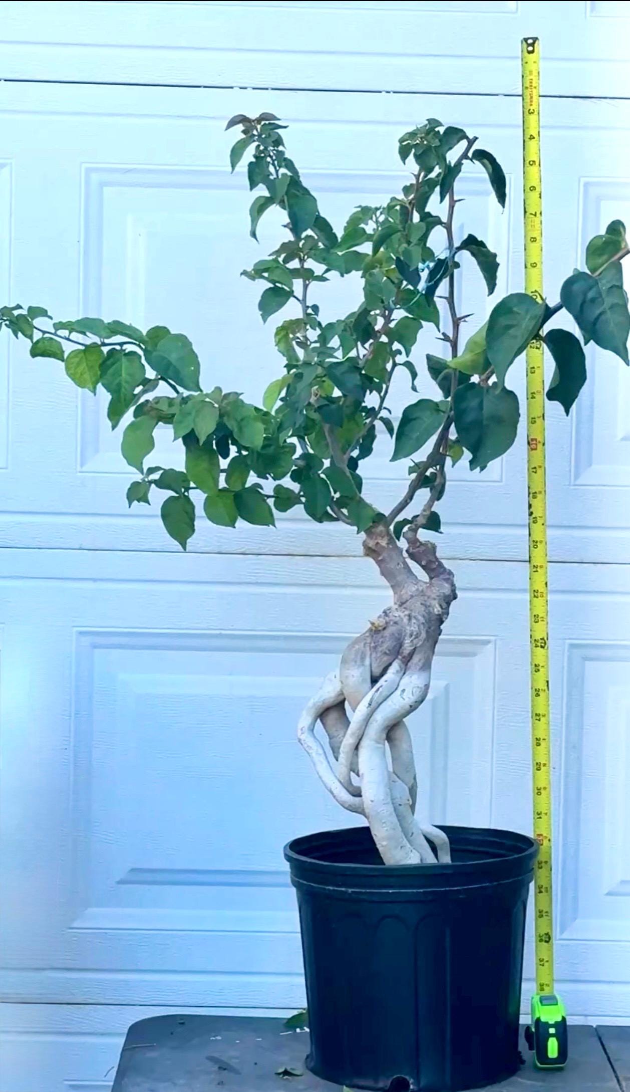 Seven Colors ID Bougainvillea Colors Bonsai. Big Bracts - Etsy Canada