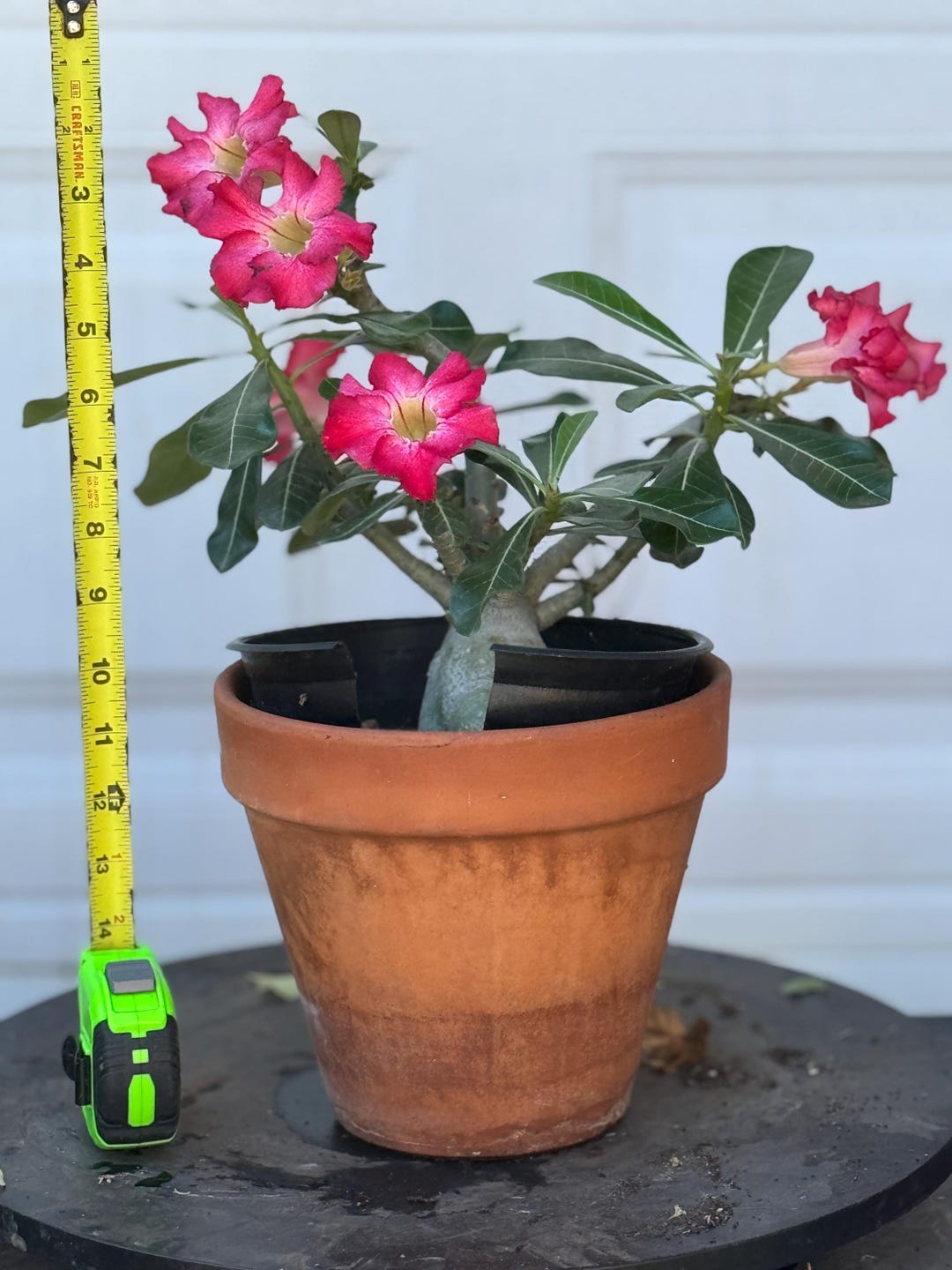 Rare Adenium /desert Rose From Seeds - Etsy