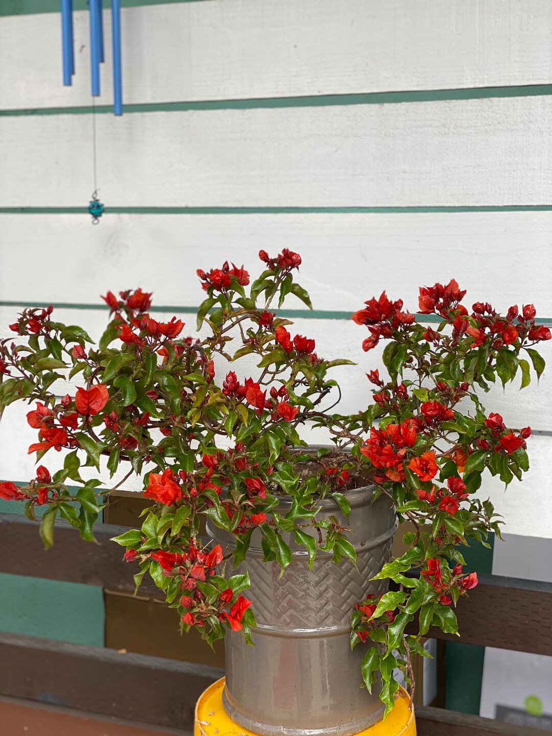 Flame Red/orange Bougainvillea Flower Bonsai Plant. Etsy
