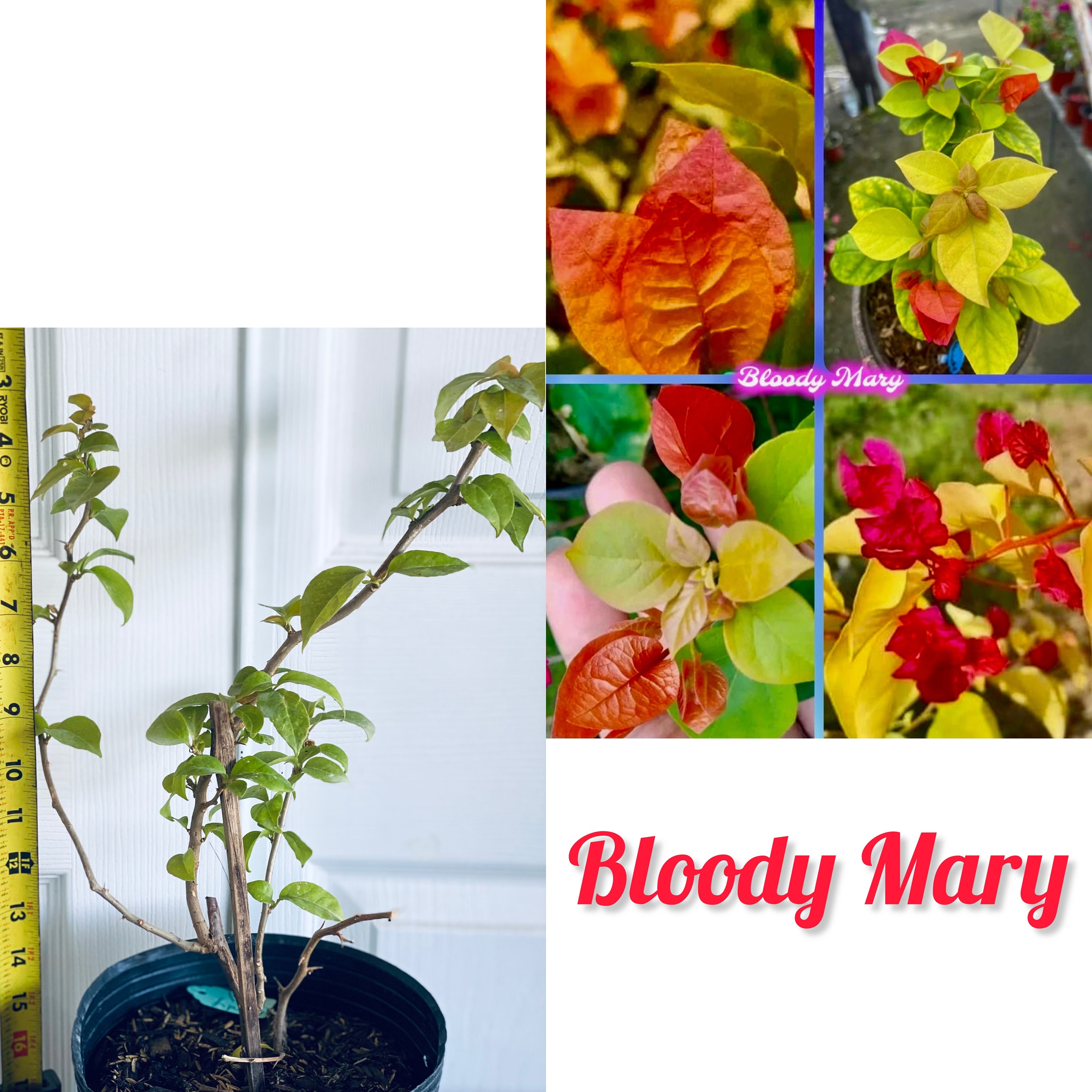 BONVOYAGE ローズマリーページ Bloody Mary Bougainvillea Plant - Etsy