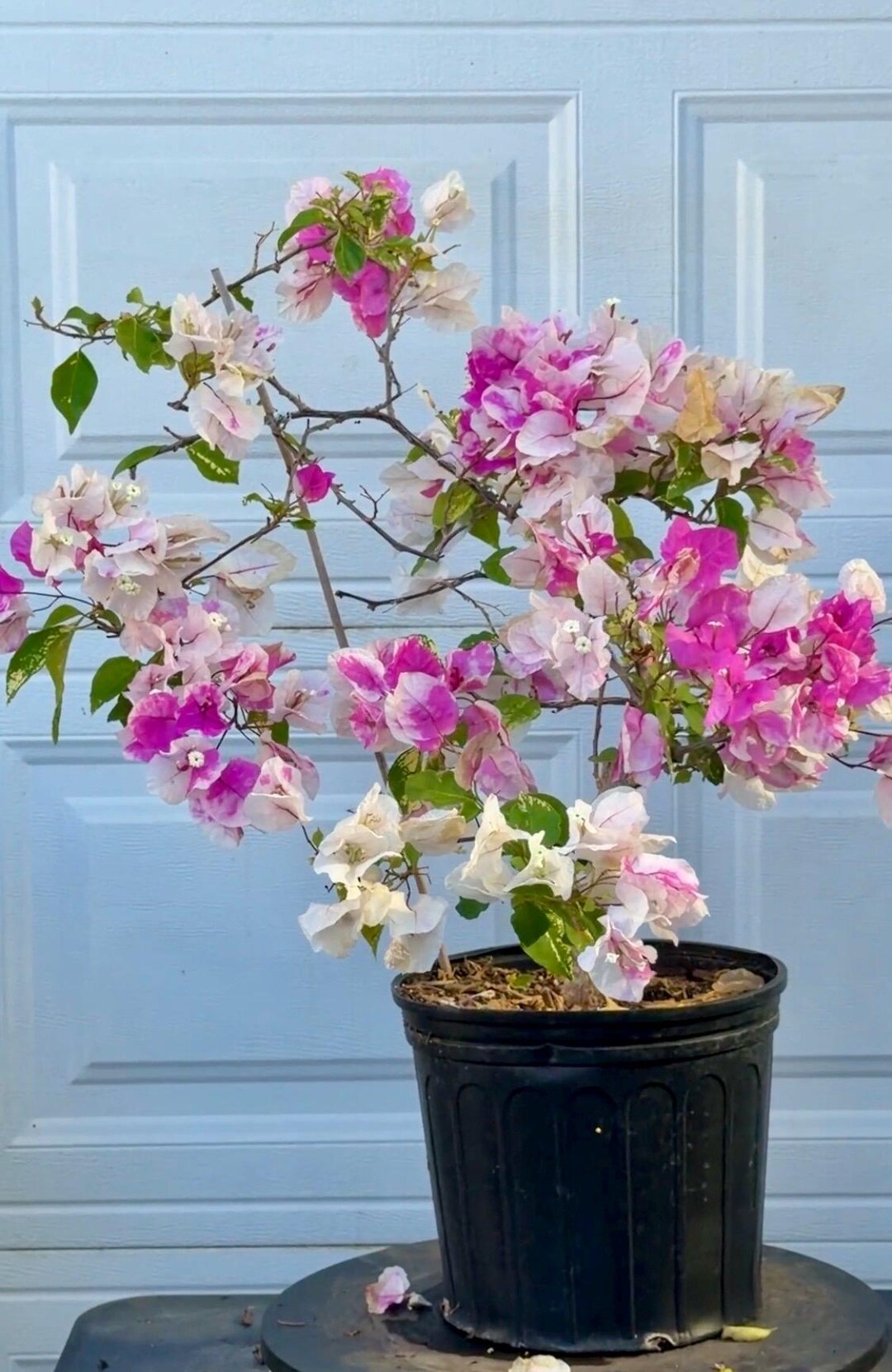 Rare ! Magic Ice Cream Bougainvillea Plant. - Etsy