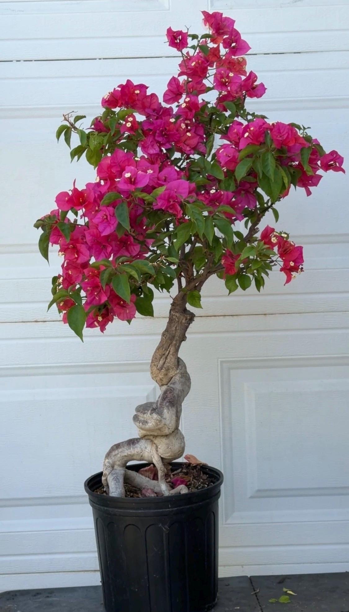 BONSAI Exotic Flybaits-multi Varieties Colors Bougainvillea Plant