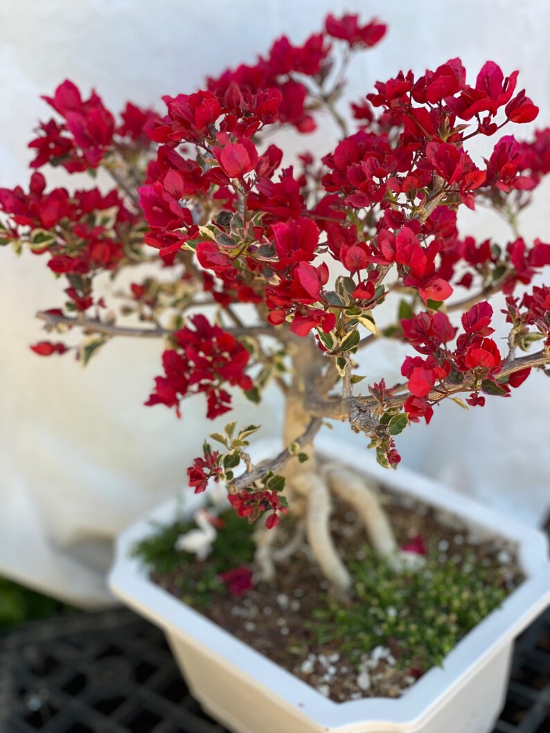 Rare Variegated Bougainvillea Bonsai Etsy