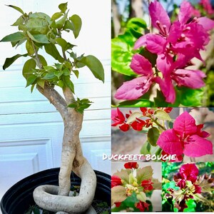 Duck feet Bougainvillea Bonsai plant.