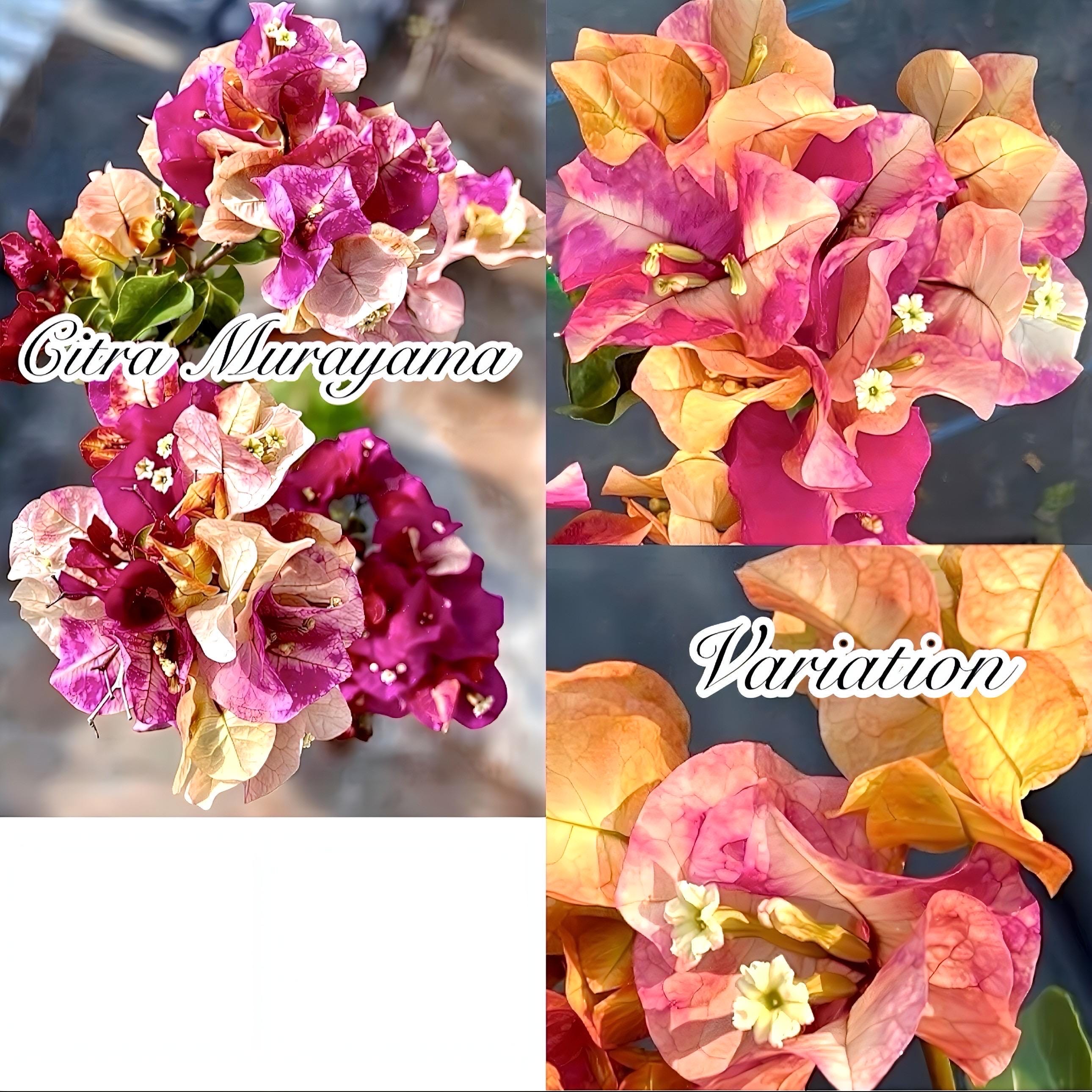 banzai.fujiyama様27cm JAPANESE BONSAI 波富士 - SEISHIN PLUS