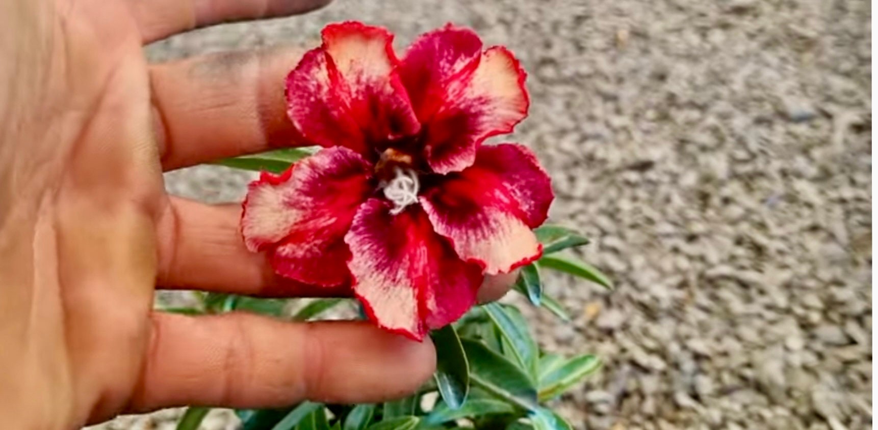 Rare Adenium /desert Rose From Seed - Etsy