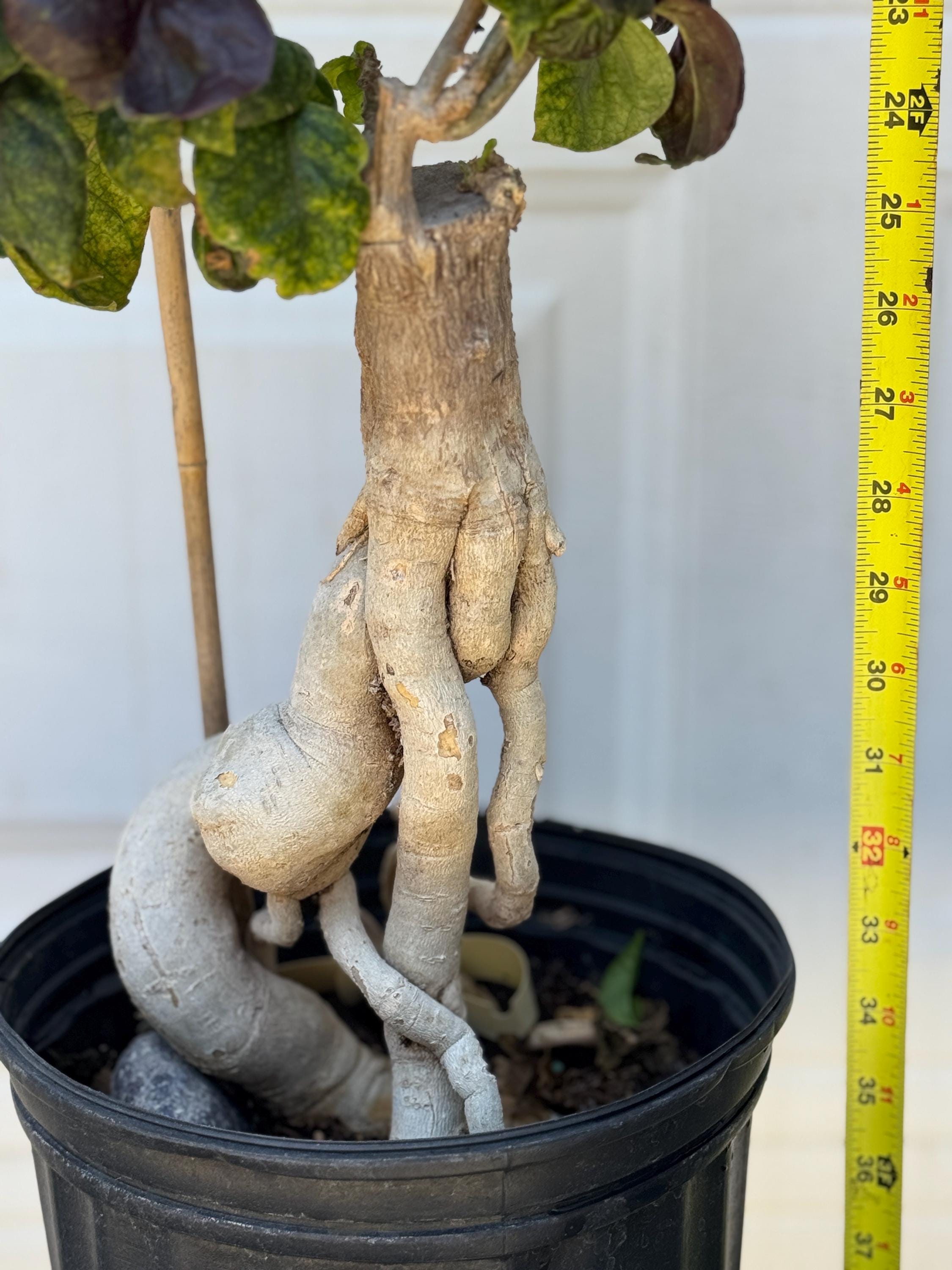 Biancalani 花瓶☆SALE Biancalani 花瓶☆SALE Vintage Flower Vase Floral Red White Glass