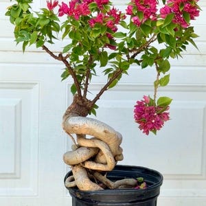 Bougainvillea Bonsai - Etsy