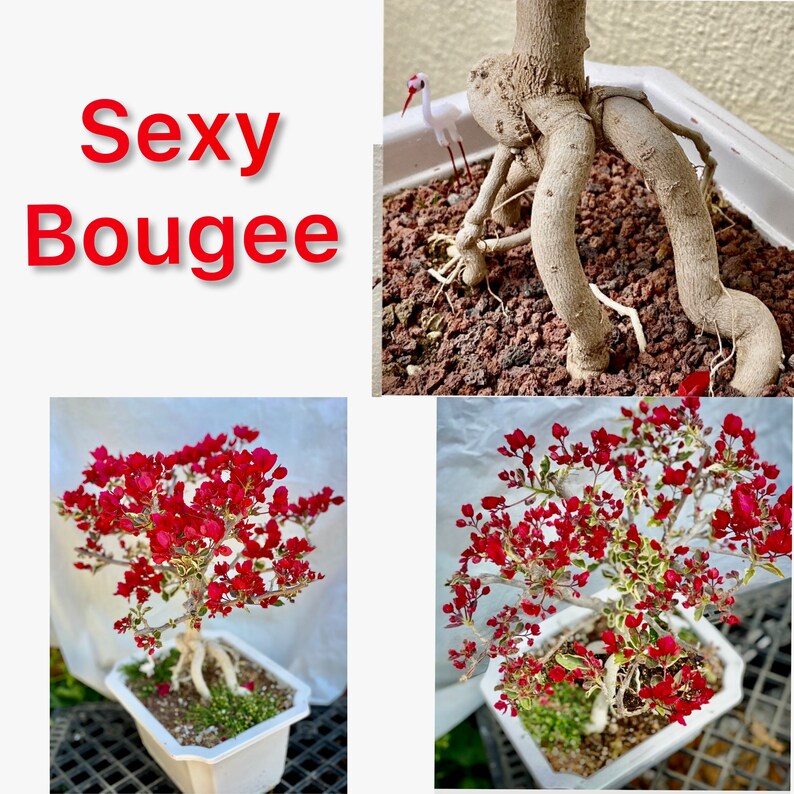 Rare Variegated Bougainvillea Bonsai Etsy
