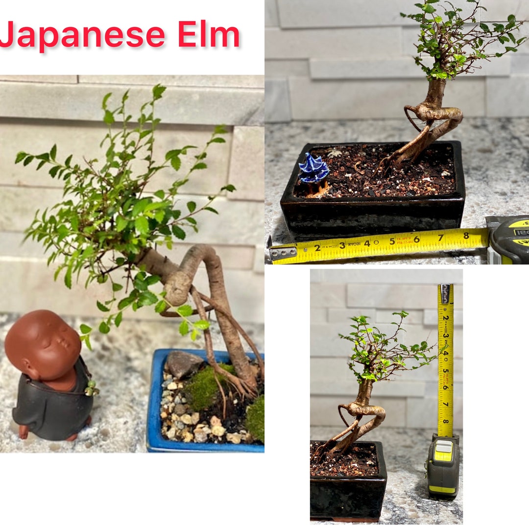 Japanese Elm Bonsai . Trained Princess Shape. Etsy