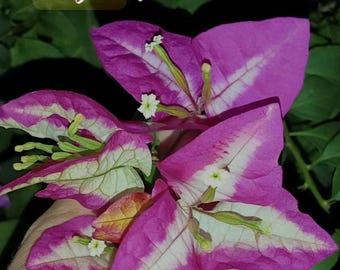 Wajid Alisha Bougainvillea plant
