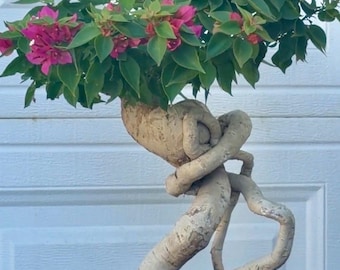 Veera pixie Bougainvillea bonsai  plant.