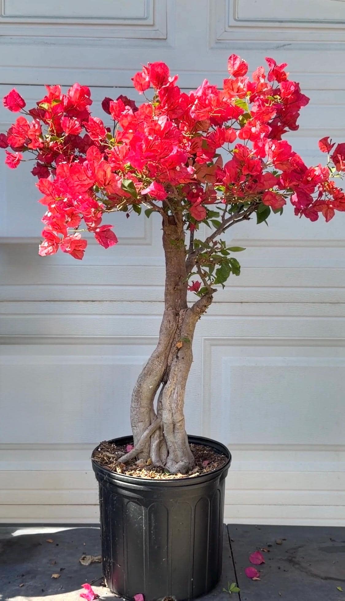 BONSAI Citra Arjuna Bougainvillea Plant. - Etsy