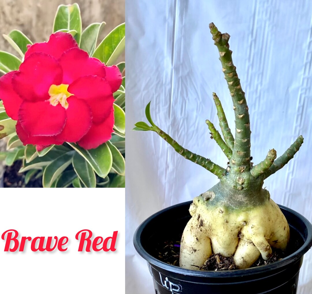 Rare Adenium /desert Rose From Seeds Etsy