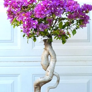 Lilac Bonsai - Etsy