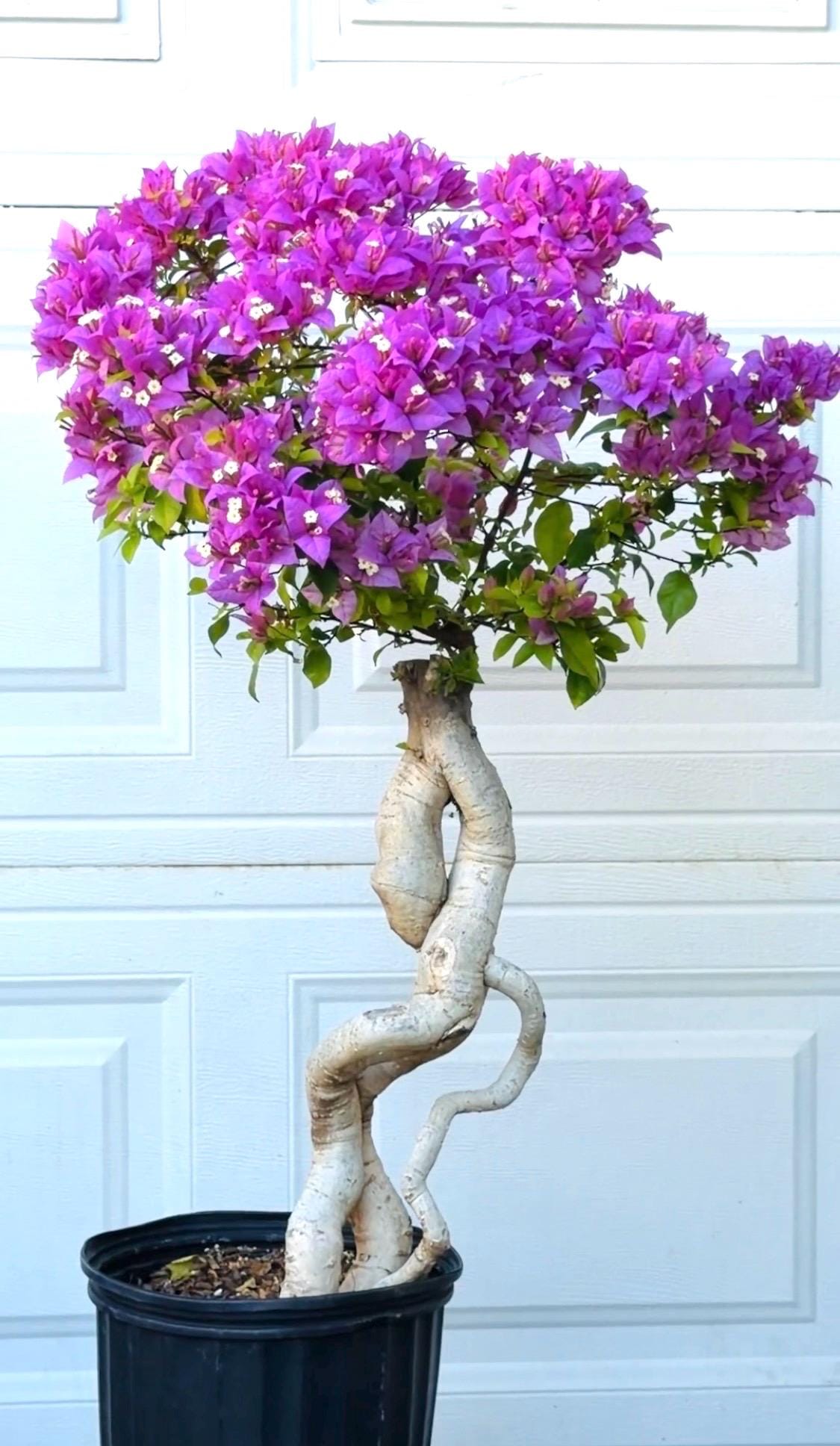 BONSAI Taiwanese Lilac Bonsai Plant. She's Flowering ! - Etsy