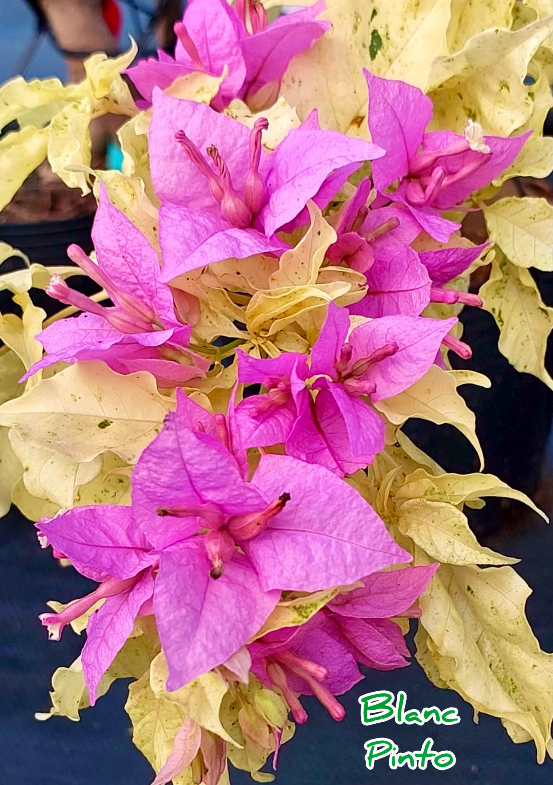 Blanc Pinto 15 Yrs Old Bougainvillea Bonsai Shape. - Etsy