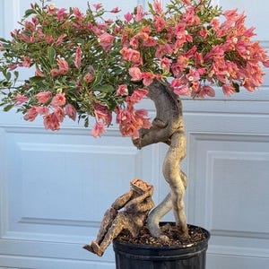 May include: A bonsai tree with a unique, sculpted trunk and branches, adorned with vibrant pink flowers and green foliage. The tree is potted in a black container, creating a striking contrast. The tree's trunk has a unique shape.