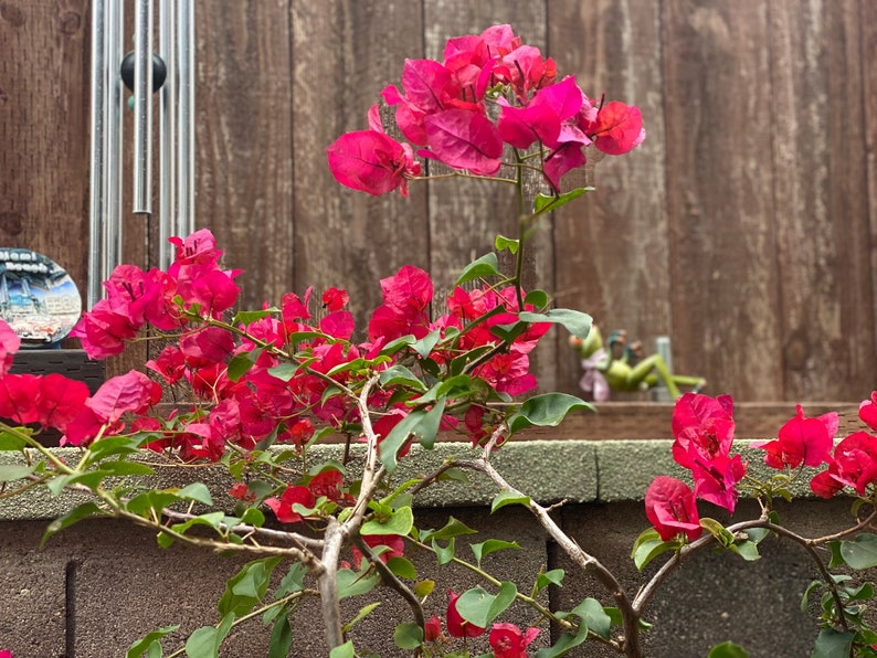 Bougainvillea Bonsai Blooming 16 Years Olds. 3 Feet Tall . Etsy
