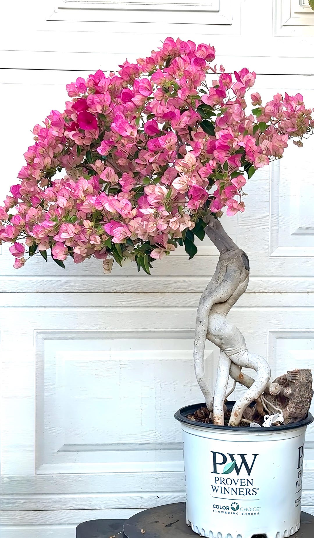 BONSAI Hybrid Ladybird Batik Bougainvillea. Shape of Princess