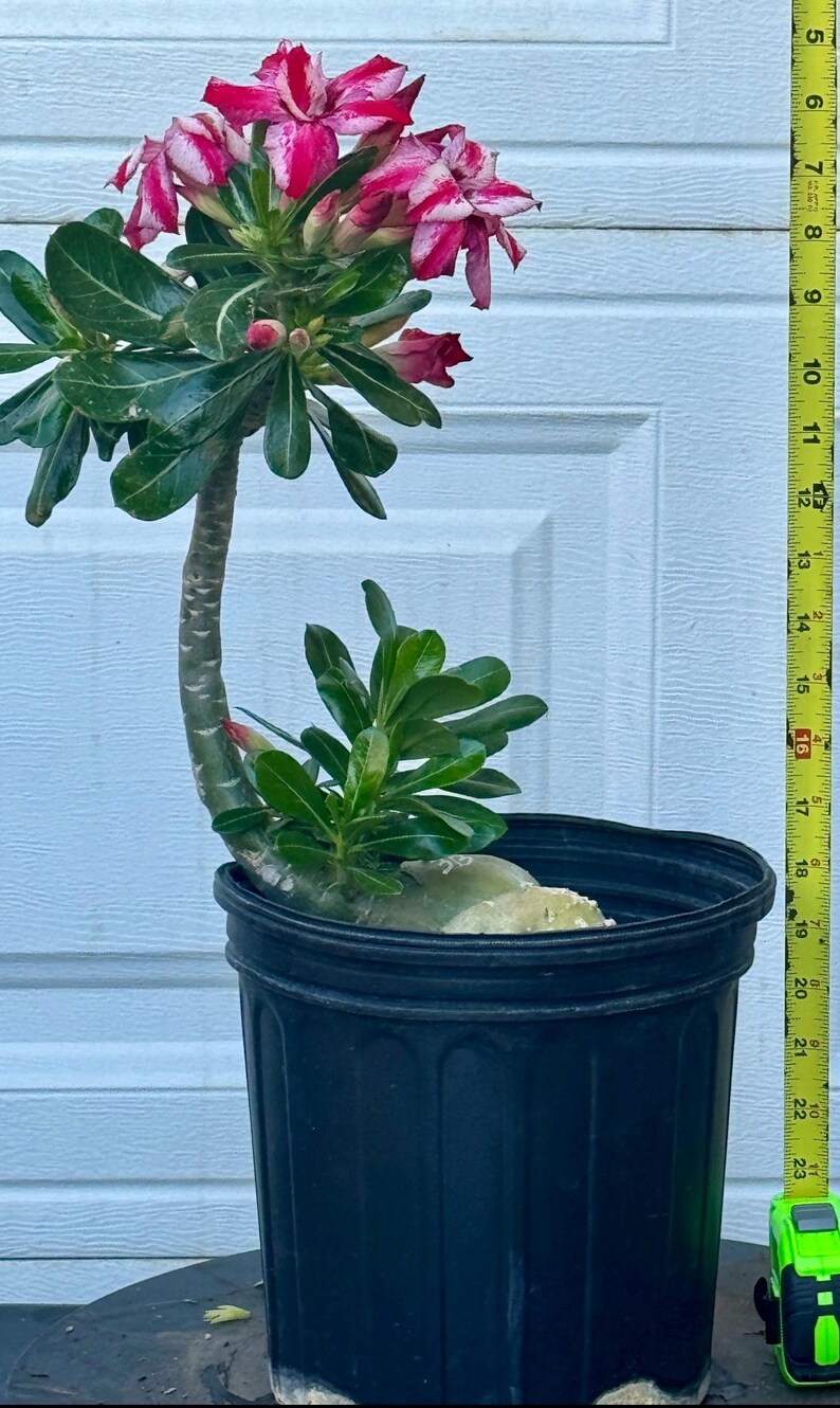 Rare Adenium /desert Rose From Seeds - Etsy