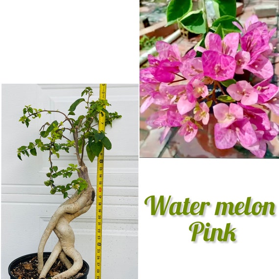 Watermelon Kiss Bonsai Bougainvillea. Grafted in Bonsai Plant. - Etsy