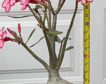Rare Adenium /Desert Rose from seed
