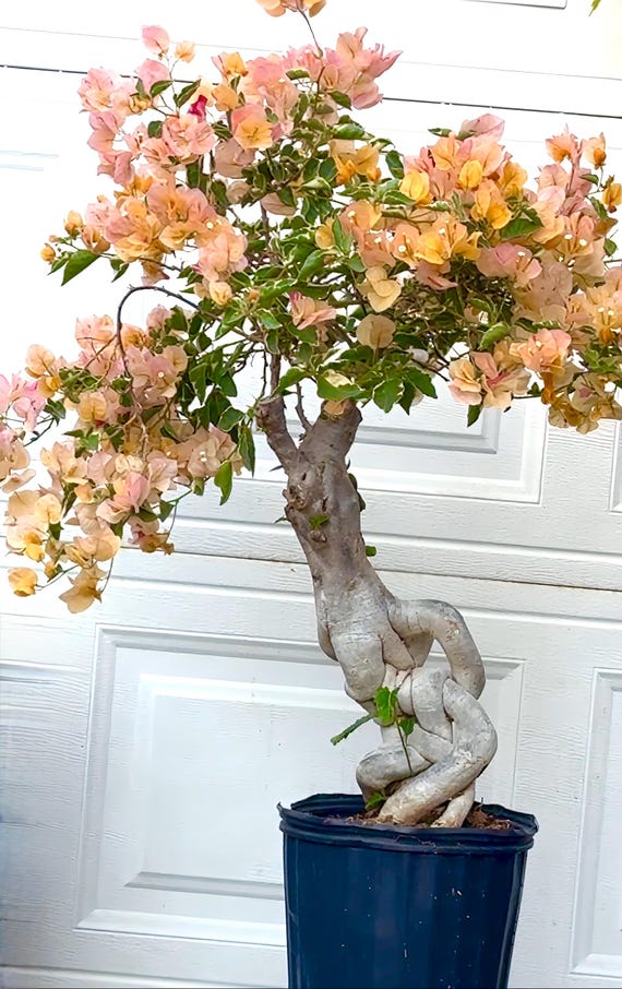 Yellow Mix Emas Perak huge bonsai plant .