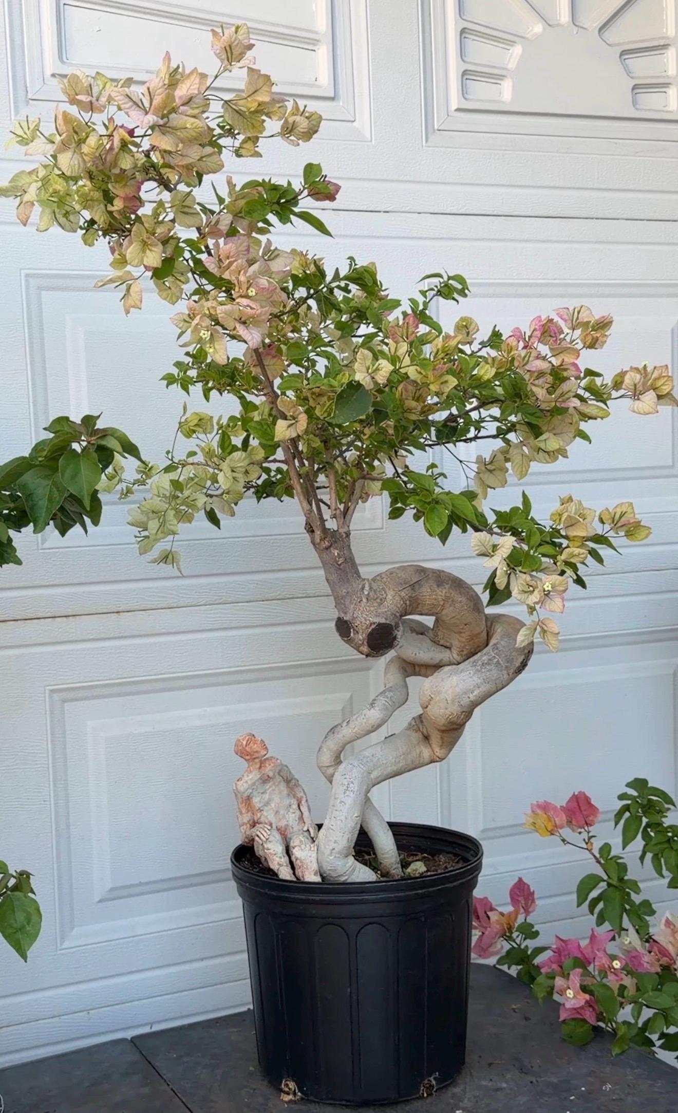 BONSAI Geisha Matcha Variety Bougainvillea Color - Etsy